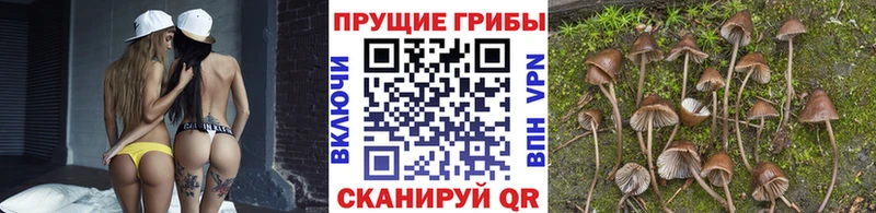 Галлюциногенные грибы прущие грибы  Киренск 
